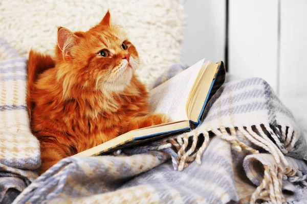 Red cat with books on sofa inside