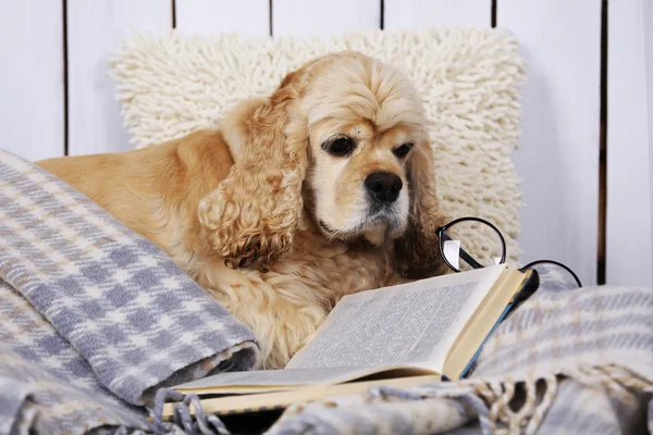 Hund mit Büchern auf Sofa drinnen — Stockfoto