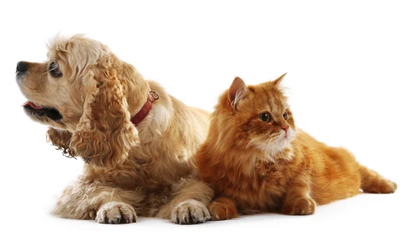 Amerikanischer Cocker Spaniel und rote Katze — Stockfoto