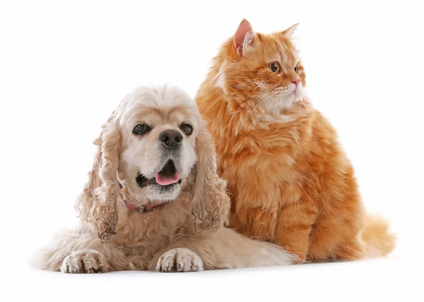 Amerikansk cocker spaniel och röd katt — Stockfoto