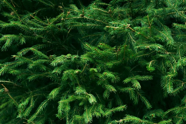 가문비나무 자연 배경 — 스톡 사진
