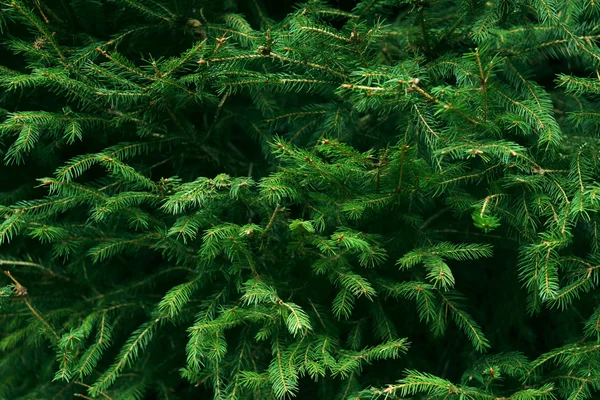 Natürlicher Hintergrund der Fichte — Stockfoto