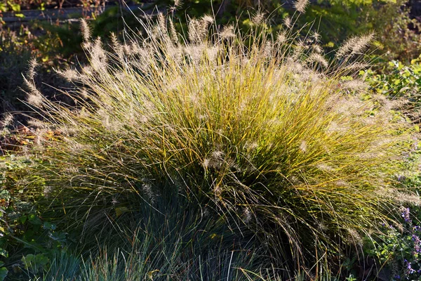 Pluizig bush in zonlicht — Stockfoto