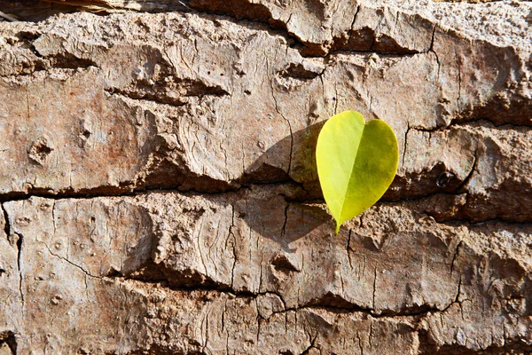 Желтый лист на деревянном фоне — стоковое фото