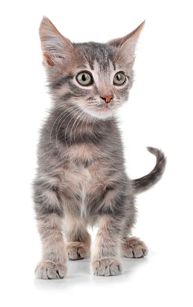 Gatinho cinzento bonito, isolado em branco — Fotografia de Stock