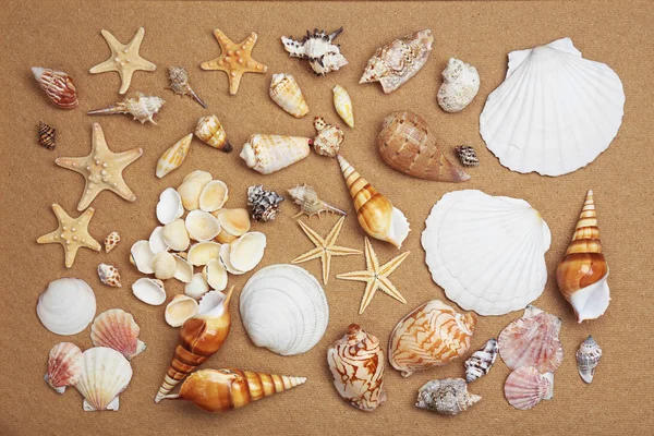 Varias conchas marinas sobre papel — Foto de Stock