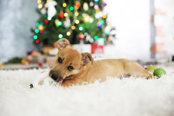 Küçük şirin komik köpek — Stok fotoğraf