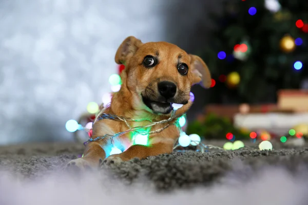 Pequeno cão engraçado bonito — Fotografia de Stock