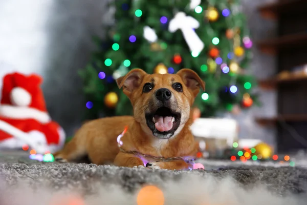 Pequeno cão engraçado bonito — Fotografia de Stock