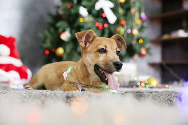 Pequeno cão engraçado bonito — Fotografia de Stock