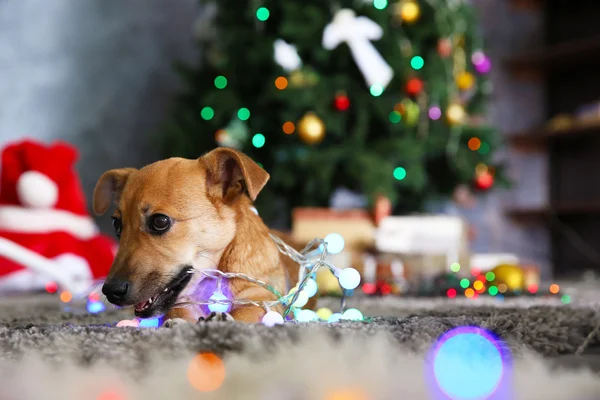 Pequeño perro divertido lindo —  Fotos de Stock