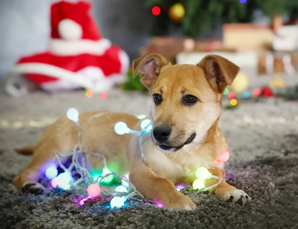 Pequeno cão engraçado bonito com guirlanda no fundo de Natal — Fotografia de Stock