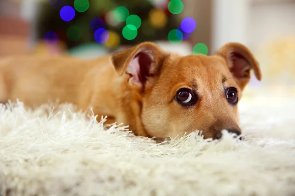 Pequeno cão engraçado bonito com caixas e árvore de Natal no fundo de luz — Fotografia de Stock