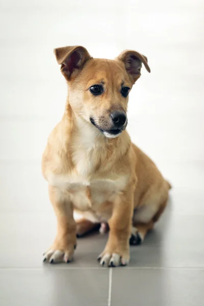 Kleine leuke grappige hond zit — Stockfoto