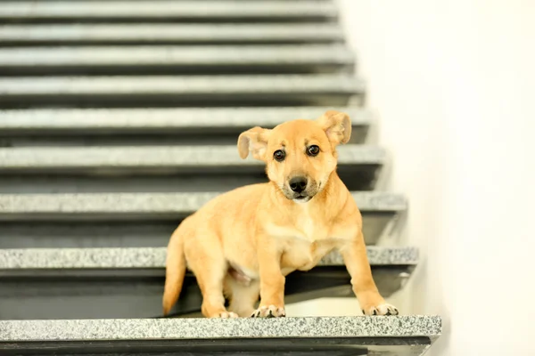 Perro divertido en escaleras — Foto de Stock