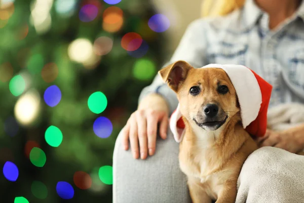 Kadın kişi holding küçük şirin komik köpek — Stok fotoğraf