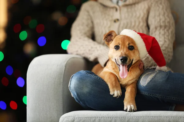 Pessoa feminina segurando pequeno cão engraçado bonito — Fotografia de Stock