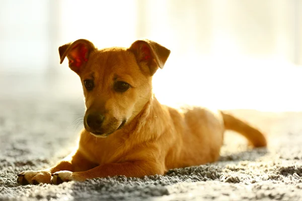 Small funny cute dog — Stock Photo, Image