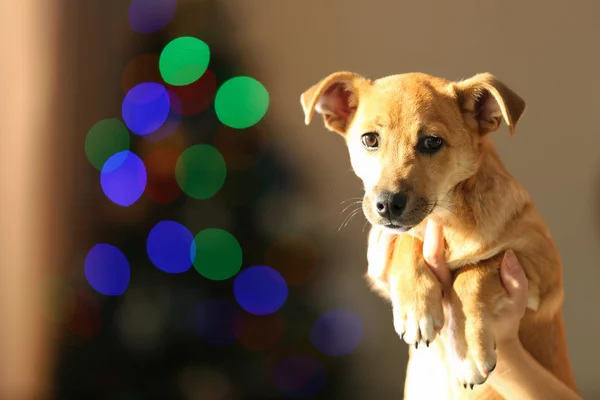 Cão na mão no fundo de Natal — Fotografia de Stock
