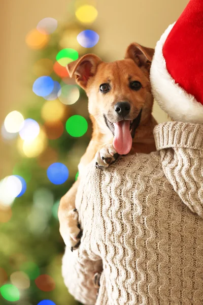 Chapeau femme au Père Noël tenant un petit chien — Photo