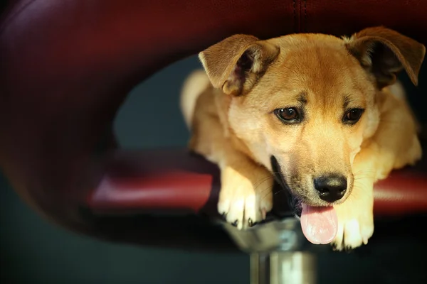 Pequeno cão sentado no banco do bar — Fotografia de Stock