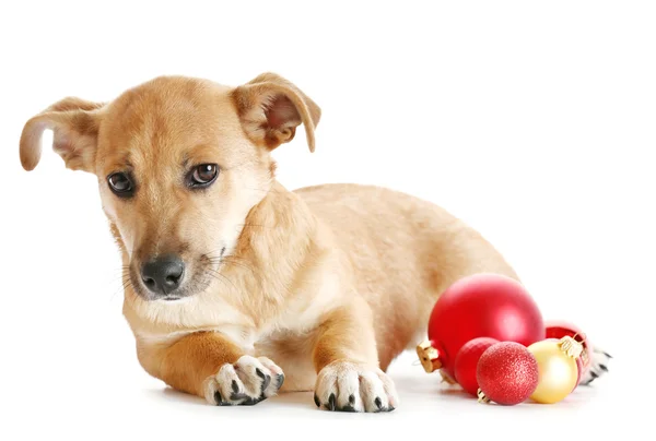 Маленький смішний милий собака з різдвяними іграшками, ізольований на білому — стокове фото