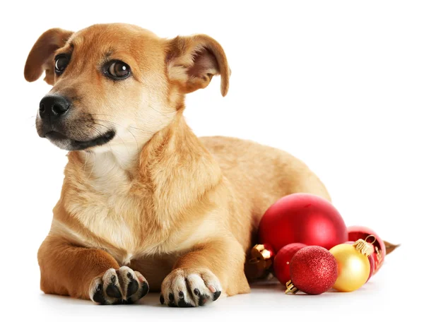 Petit chien drôle et mignon avec des jouets de Noël, isolé sur blanc — Photo