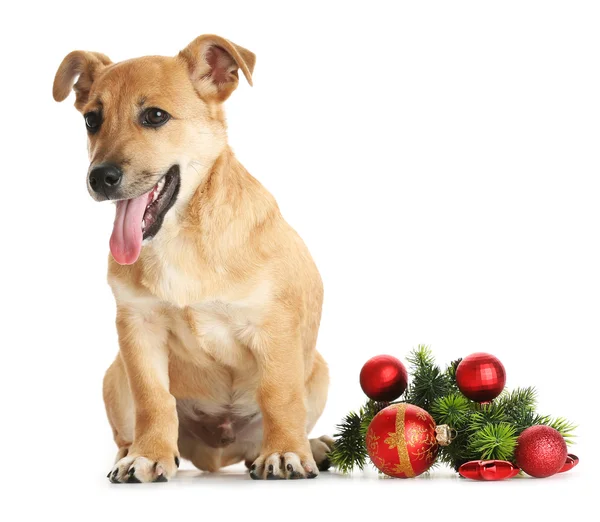 Pequeño perro lindo divertido con juguetes de Navidad, aislado en blanco — Foto de Stock