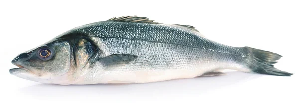 Fresh sea bass fish isolated on white background — Stock Photo, Image