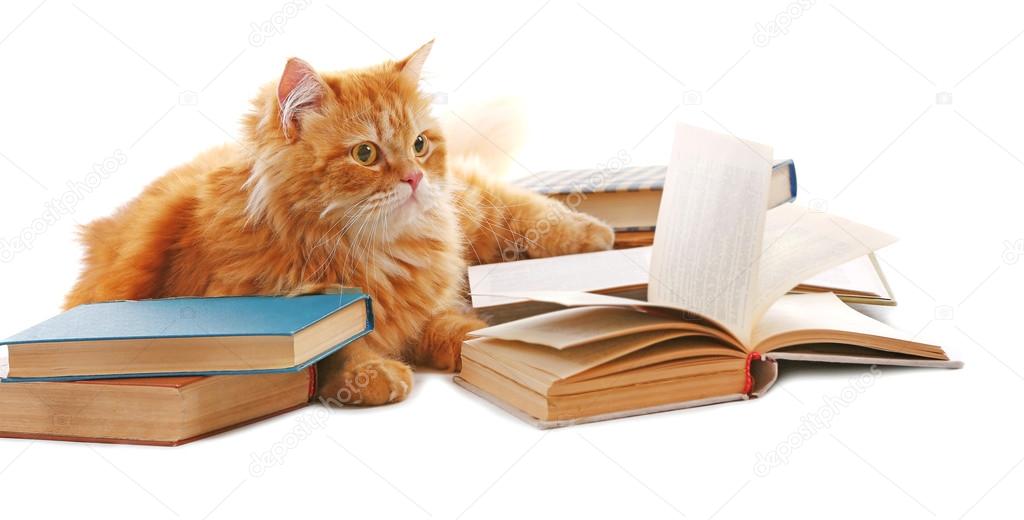 Red cat and books isolated on white