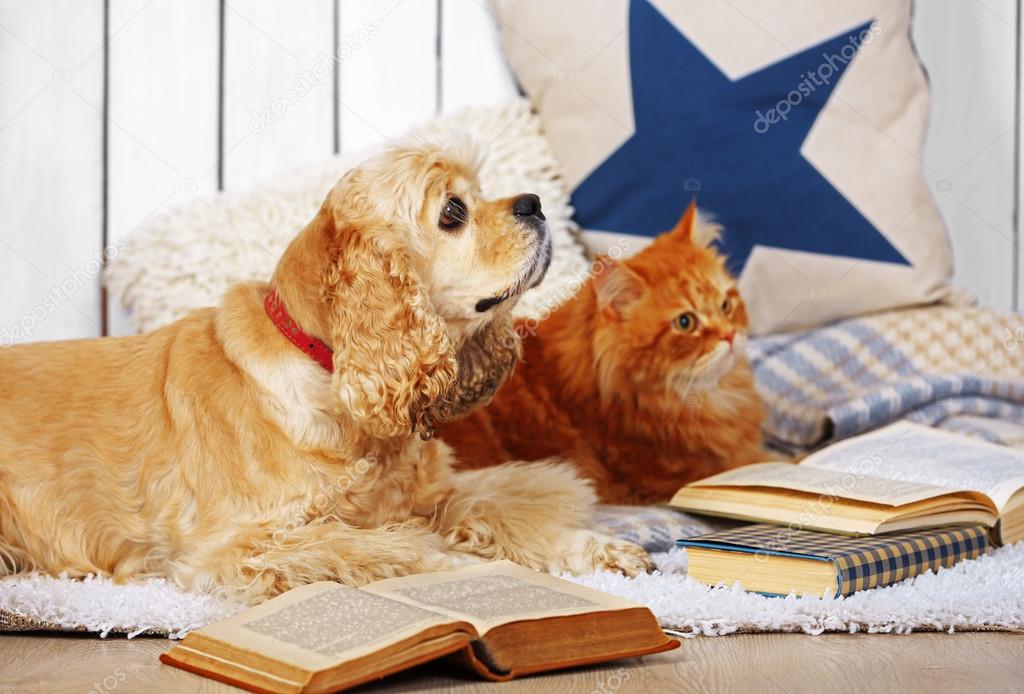 Cat and dog with books on sofa inside