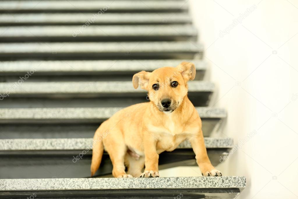 funny dog on stairs