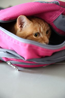 Spor çanta içinde kırmızı kedi