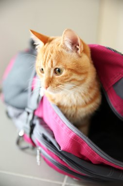 Spor çanta içinde kırmızı kedi