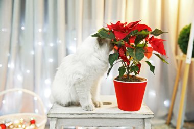 Cat and Christmas flower poinsettia clipart