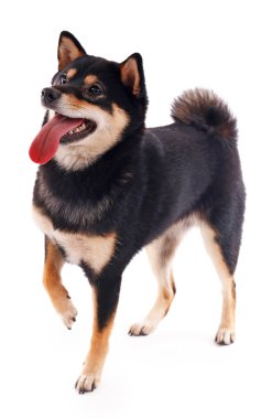 Siba Inu köpek üzerinde beyaz izole