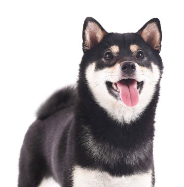 Siba Inu köpek üzerinde beyaz izole