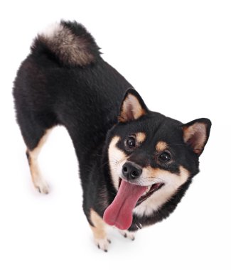 Beyaz, en iyi görünüm izole Siba Inu köpek