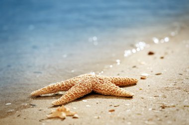 Büyük güzel starfishes  