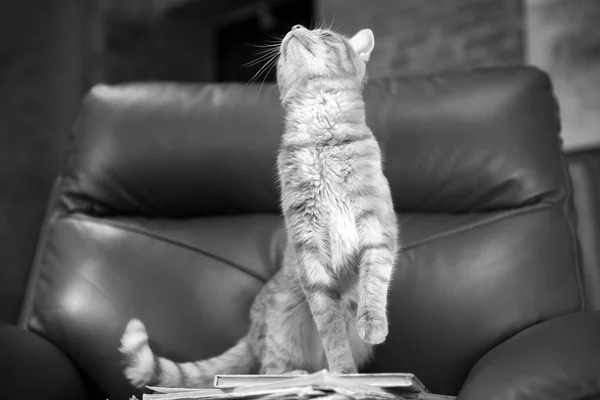 Чорно-біла фотографія червоної кішки — стокове фото