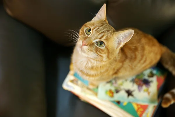 Rote Katze und Bücherstapel — Stockfoto