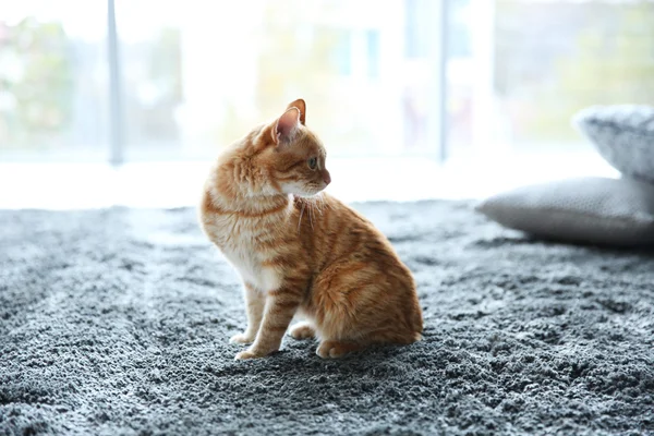 Рыжая кошка на полу — стоковое фото