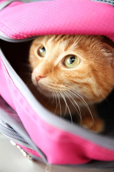 Červené kočky ve sportovní tašce — Stock fotografie