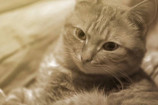 Gato bonito, close-up — Fotografia de Stock