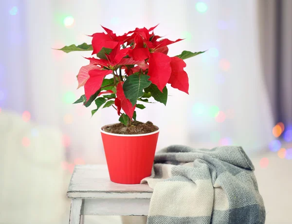 Natal poinsettia flor na sala de estar, no fundo luzes — Fotografia de Stock