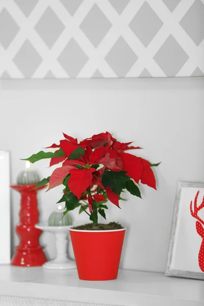 Jul blomma Julstjärna och dekorationer på hyllan, på ljus bakgrund — Stockfoto