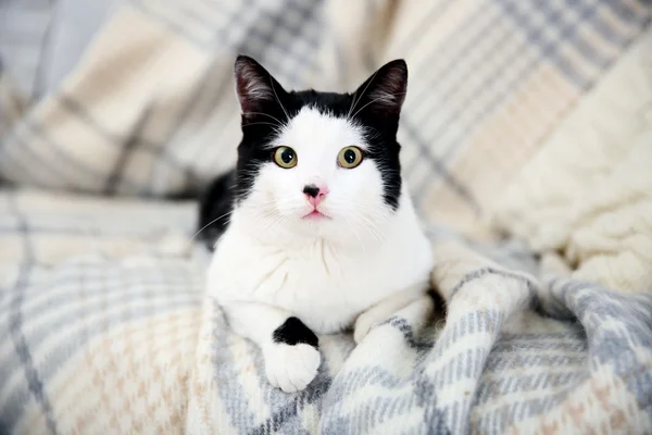 Krásná kočka na plaid — Stock fotografie