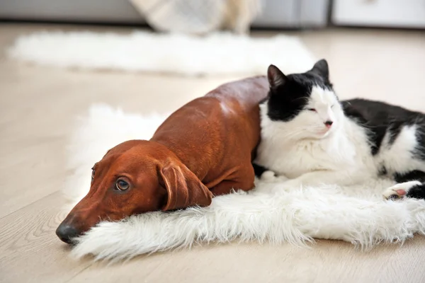 Beau chat et teckel chien sur le tapis, intérieur — Photo