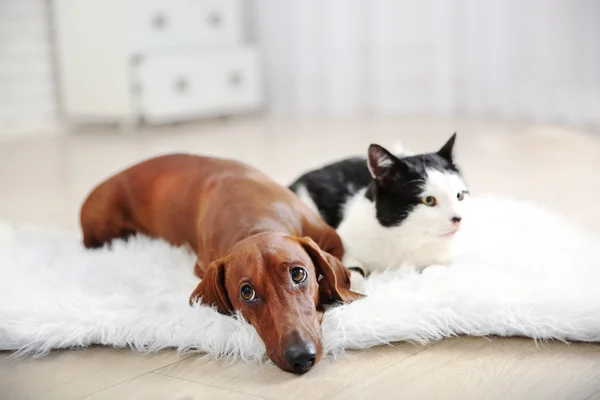 Mooie kat en teckel hond op tapijt, binnen — Stockfoto