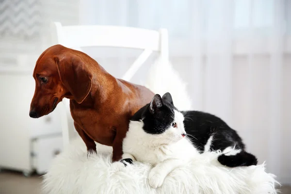 Mooie kat en teckel hond op stoel, binnen — Stockfoto